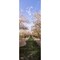 Almond Trees In An Orchard Central Valley California Usa Poster Print (36 X 13)